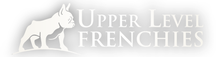 Upper Level Frenchie